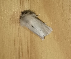 Euproctis chrysorrhoea