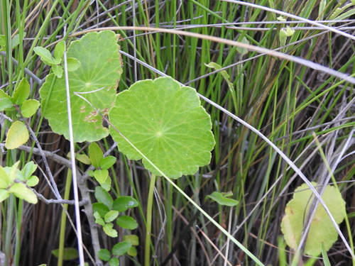 Hydrocotyle bonariensis image