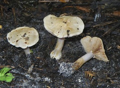 Cortinarius austroalbidus
