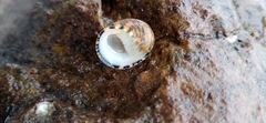 Nerita chamaeleon