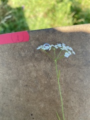 Limnosciadium pinnatum