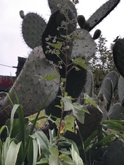 Kearnemalvastrum lacteum