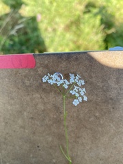 Limnosciadium pinnatum