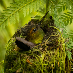 Haplophaedia aureliae