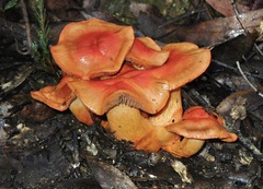 Cortinarius austrocinnabarinus