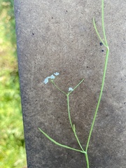 Limnosciadium pinnatum