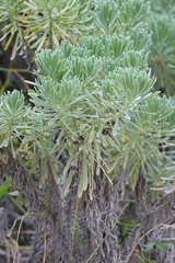 Tournefortia gnaphalodes