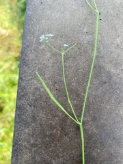 Limnosciadium pinnatum