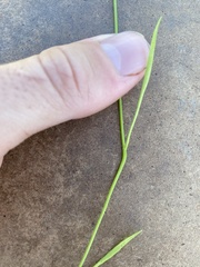 Limnosciadium pinnatum