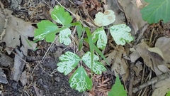 Phytomyza aquilegiae group
