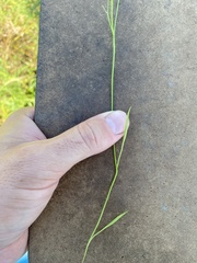 Limnosciadium pinnatum