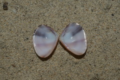 Latona cuneata