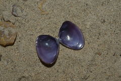 Latona cuneata