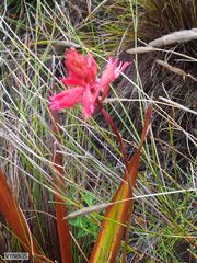 Disa ferruginea