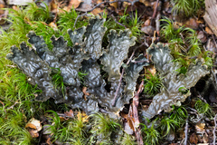 Peltigera dolichorhiza