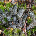 Longroot Pelt Lichen - Photo (c) Ken-ichi Ueda, some rights reserved (CC BY)