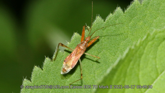 Gorpis brevilineatus