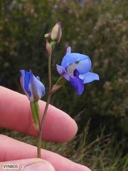 Disa graminifolia