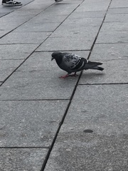 Columba livia domestica