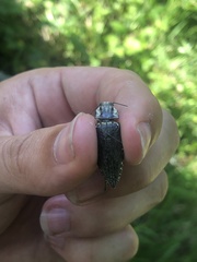 Texania fulleri