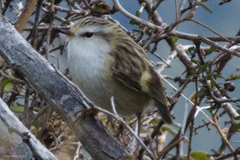 Acanthisitta chloris