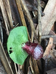 Corybas fimbriatus