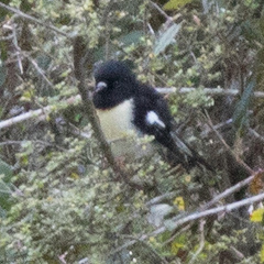 Petroica macrocephala