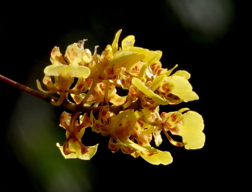 Trichocentrum cebolleta, photograph 6