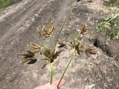 Bolboschoenus glaucus
