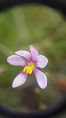Ixia scillaris scillaris