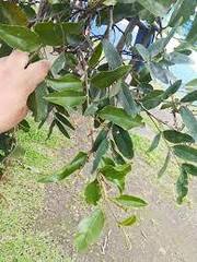 Struthanthus cassythoides