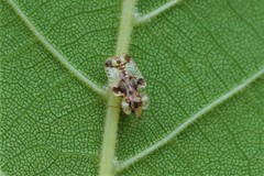 Corythucha juglandis