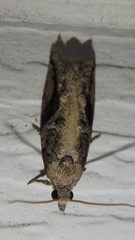 Proteoteras crescentana