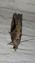 Proteoteras crescentana