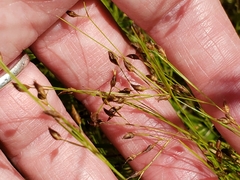 Rhynchospora rariflora