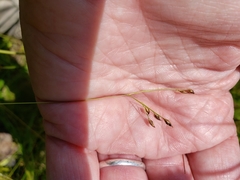 Rhynchospora rariflora