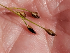 Rhynchospora rariflora