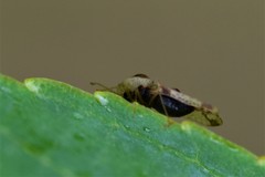 Corythucha juglandis