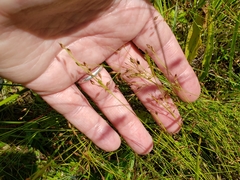 Rhynchospora rariflora