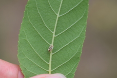 Corythucha juglandis
