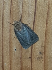 Amphipyra tragopoginis