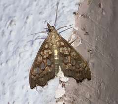 Hydropionea fenestralis