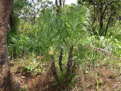 Syagrus flexuosa