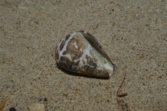 Conus chaldaeus
