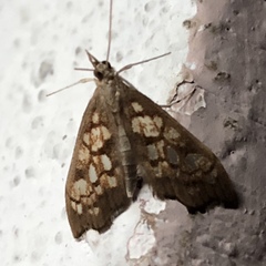 Hydropionea fenestralis