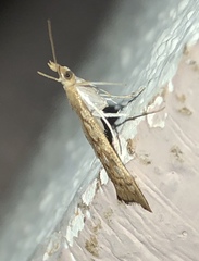 Hydropionea fenestralis
