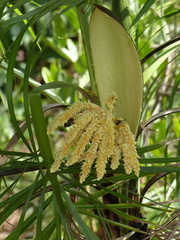 Syagrus flexuosa