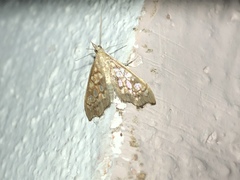 Hydropionea fenestralis