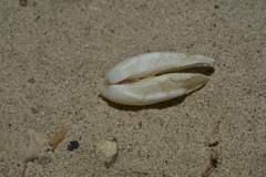 Trapezium bicarinatum