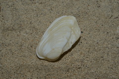 Trapezium bicarinatum